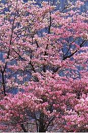 NVIDIA RTX 3050转为GA107 GPU 功耗降低15W